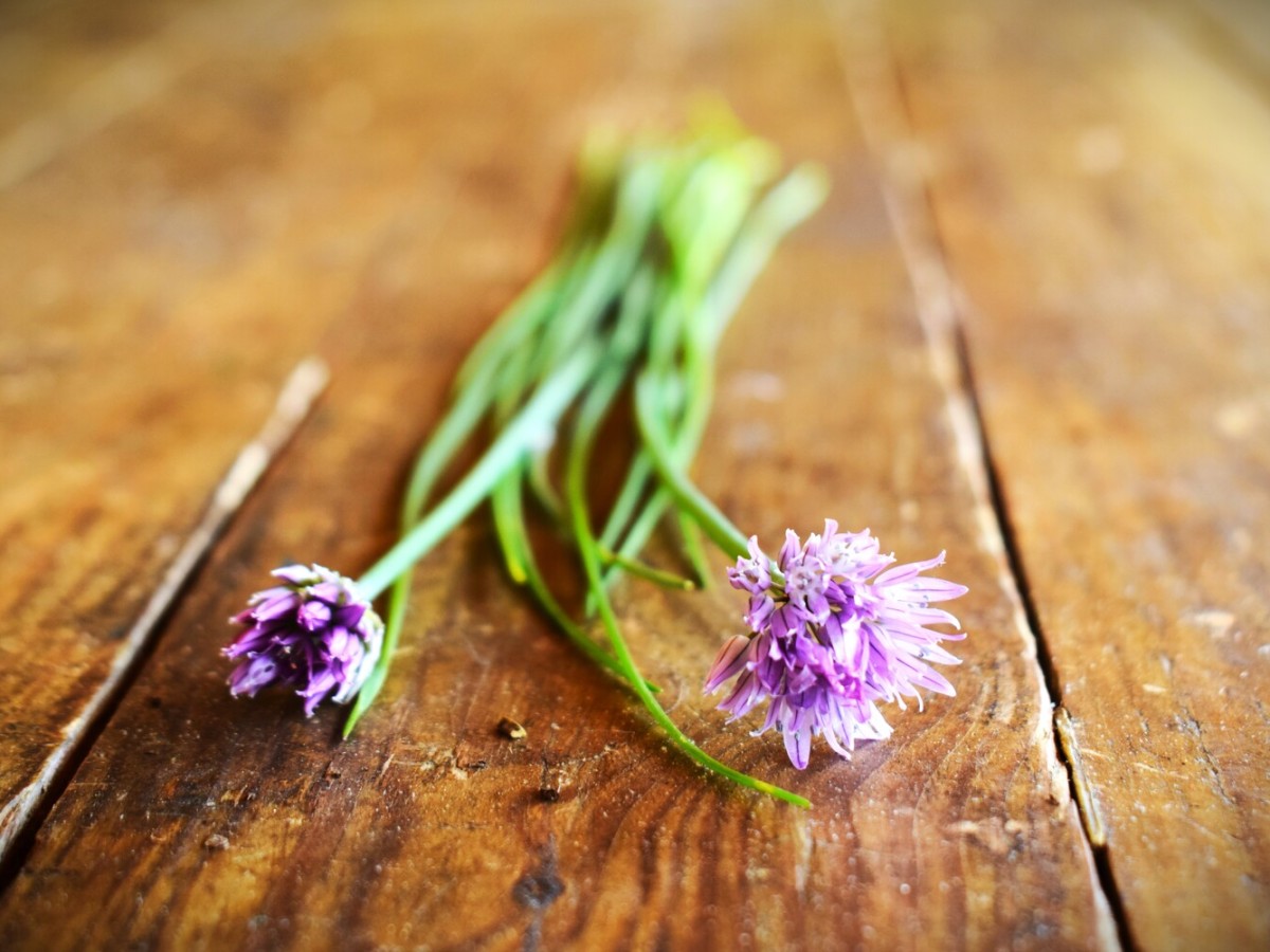 How to Grow Chives for Continuous Harvest